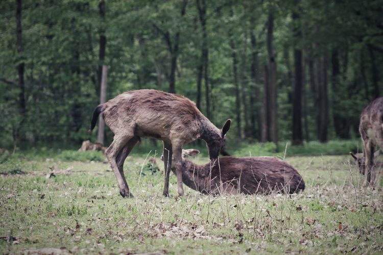 Deer grazing in a forest