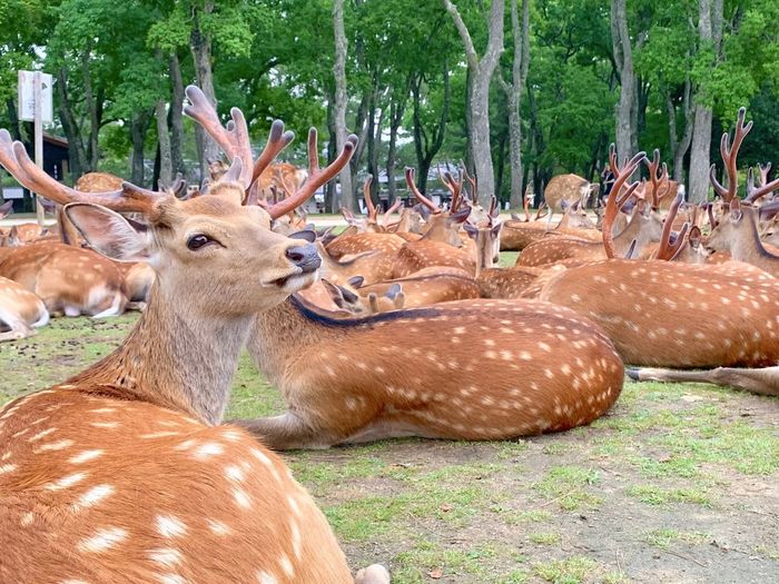 Deer in nara park