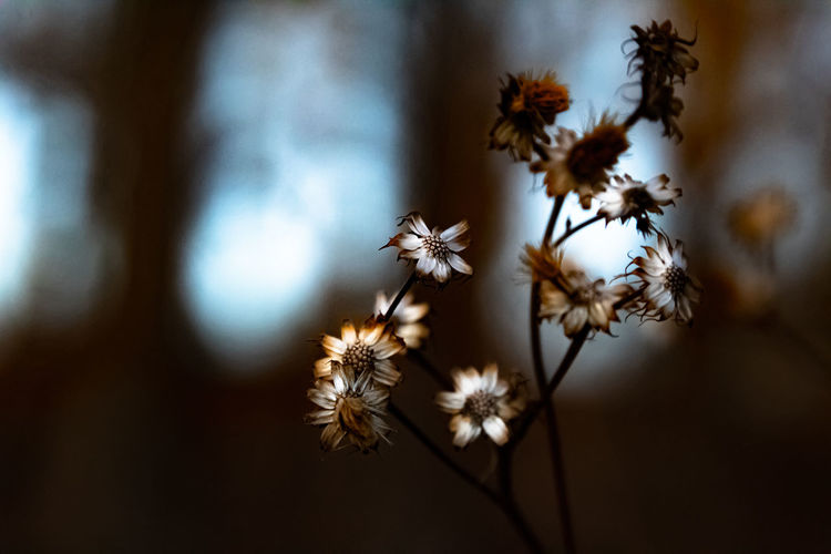 Close-up of white flowering plant
