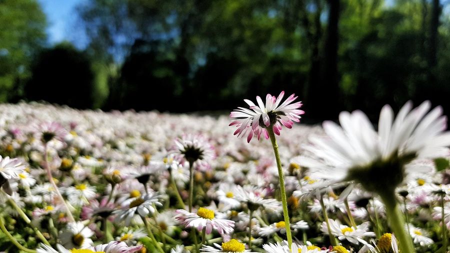 Close-up of white flowering plants on field