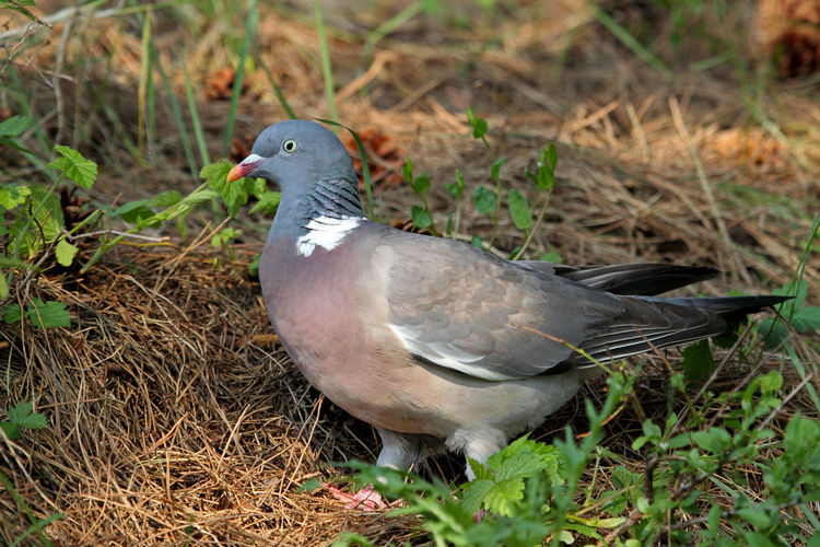 Close-up of bird on grass