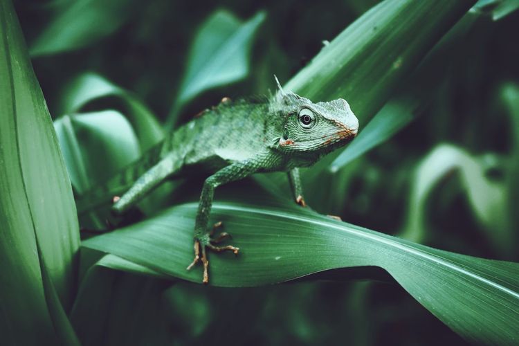 Close-up iguana on plant