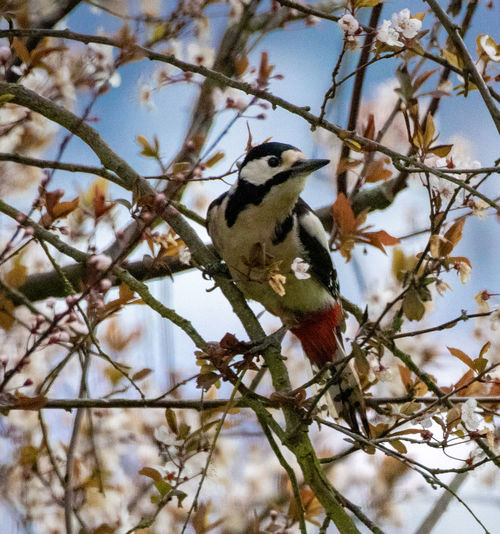 Low angle view of bird perching on tree