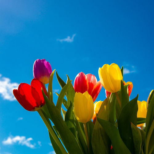 Low angle view of tulips against blue sky