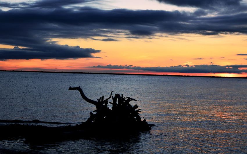 Silhouette driftwood in sea against sky during sunset