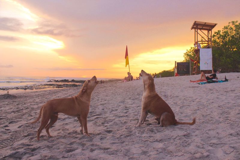 Dogs on beach against sky during sunset