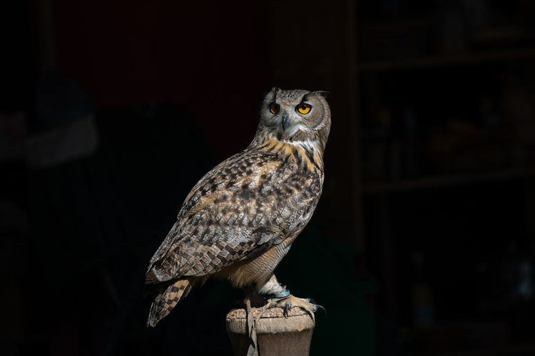 Portrait of owl perching on floor