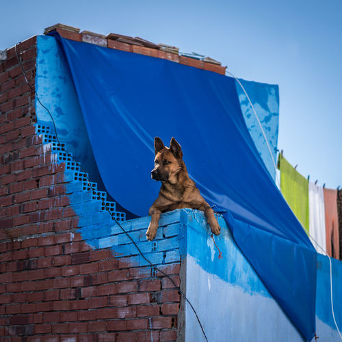 Low angle portrait of dog against clear blue sky