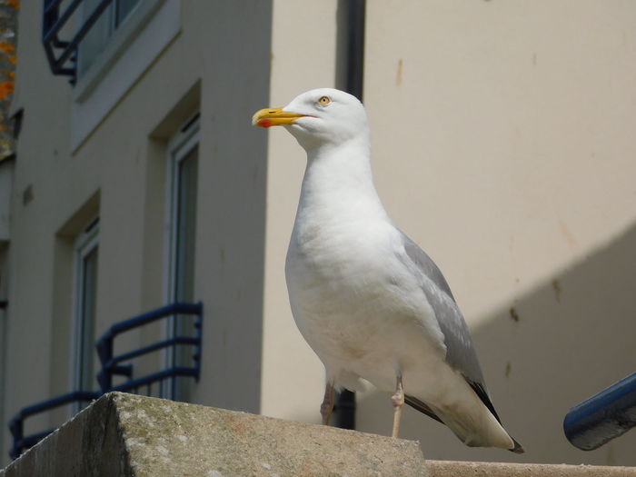 Seagull perching on a wall