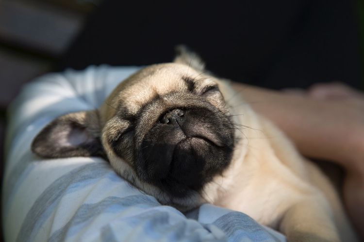 Close-up pug sleeping on pet bed
