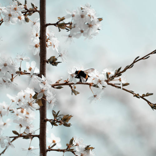 Close-up of bee on cherry blossom