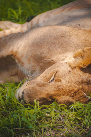 Close-up of lioness lying on field