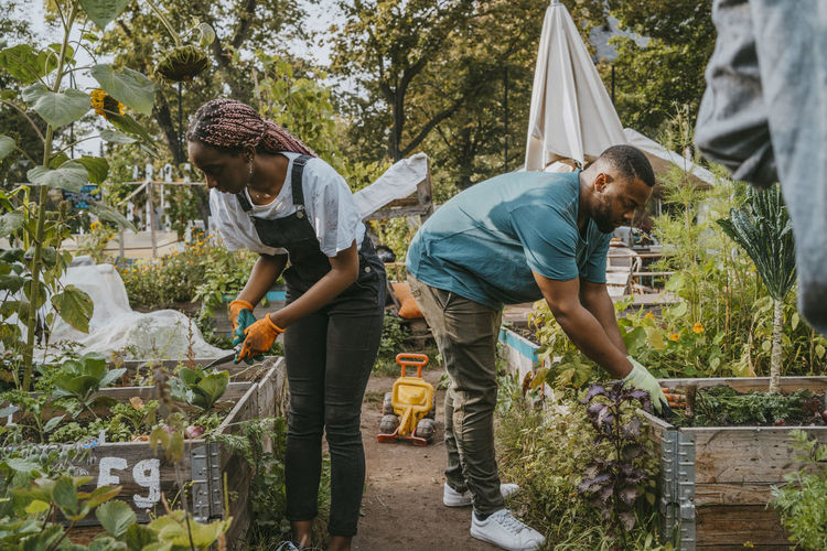 Young male and female volunteers gardening in urban farm