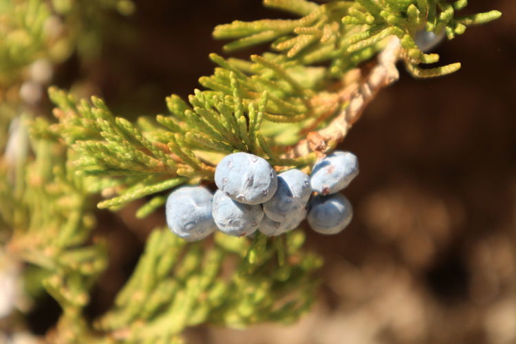 Close-up of juniper berries growing on plant