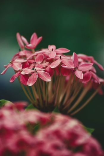 Close-up of pink flowering plant