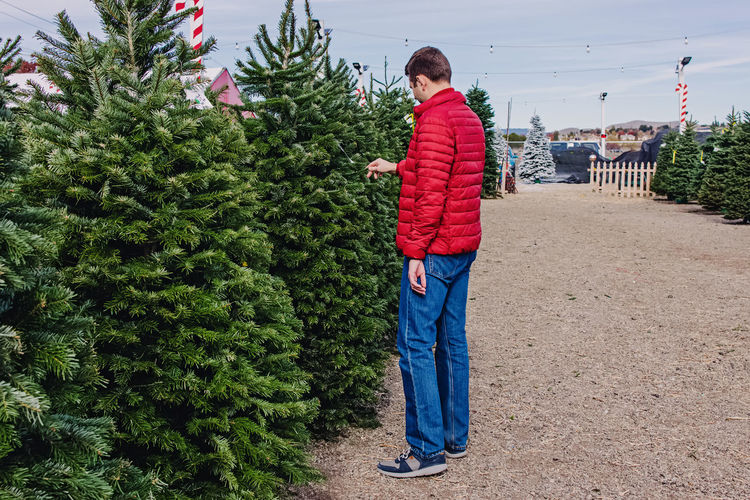 Man in a red jacket choosing a christmas tree on the holiday market. 