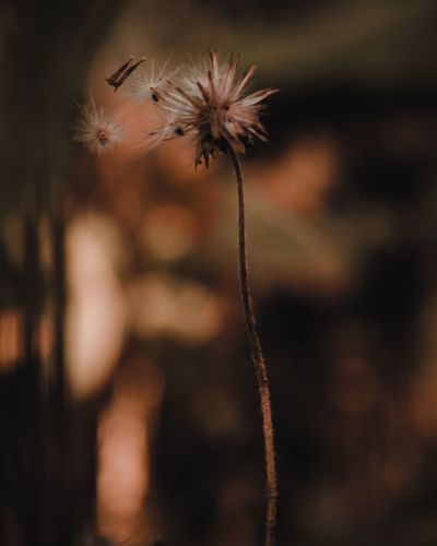 Close-up of dandelion against defocused background