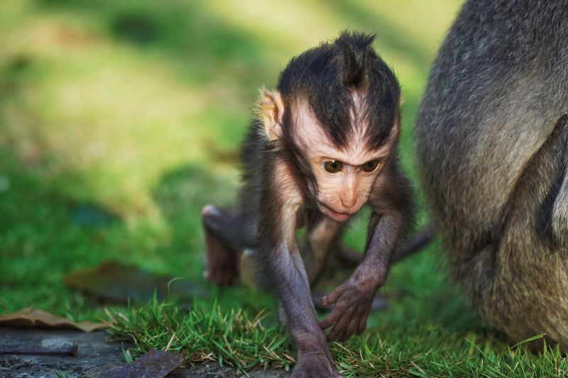 Cute young monkey following adult monkey outdoors