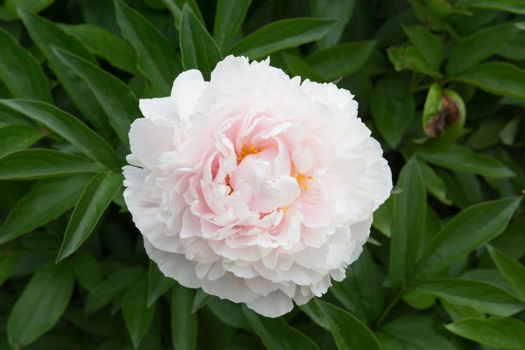 Close-up of pink rose flower