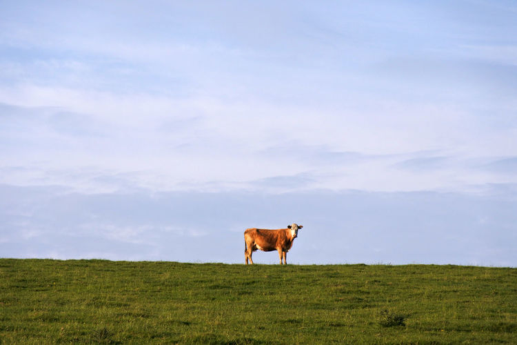 Cow standing in a field