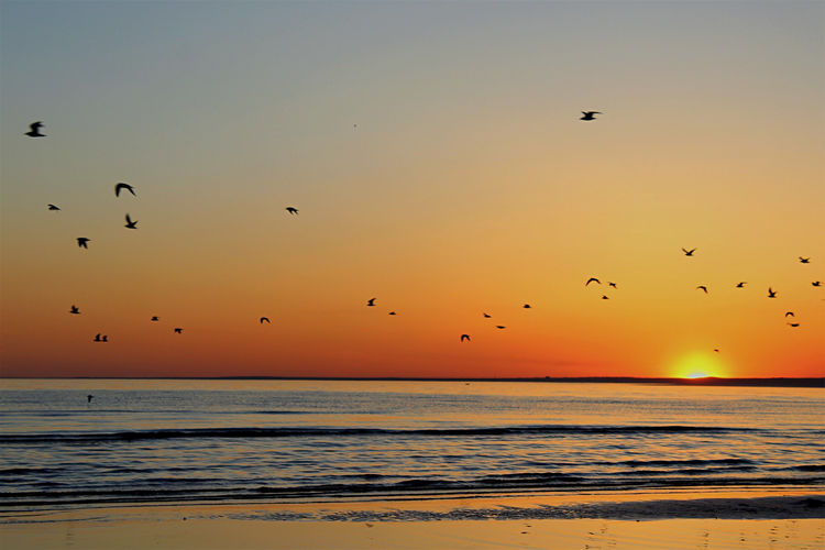 Birds flying over sea during sunset