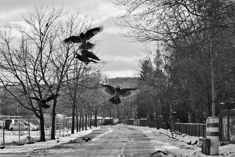 Birds flying above road during winter