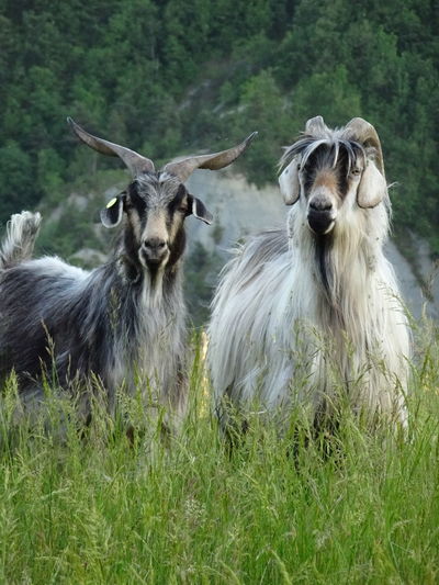 Portrait of goats on field