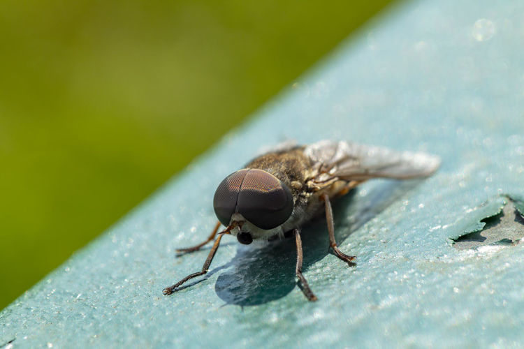 Close-up of fly on blue metal