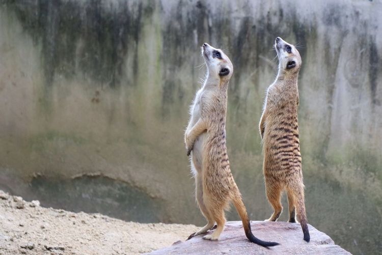 Portrait of cute two brown meerkats standing on the rock and looking around. animal concept.
