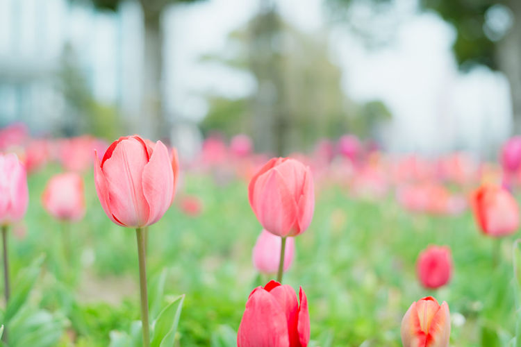 Close-up of pink tulips on field