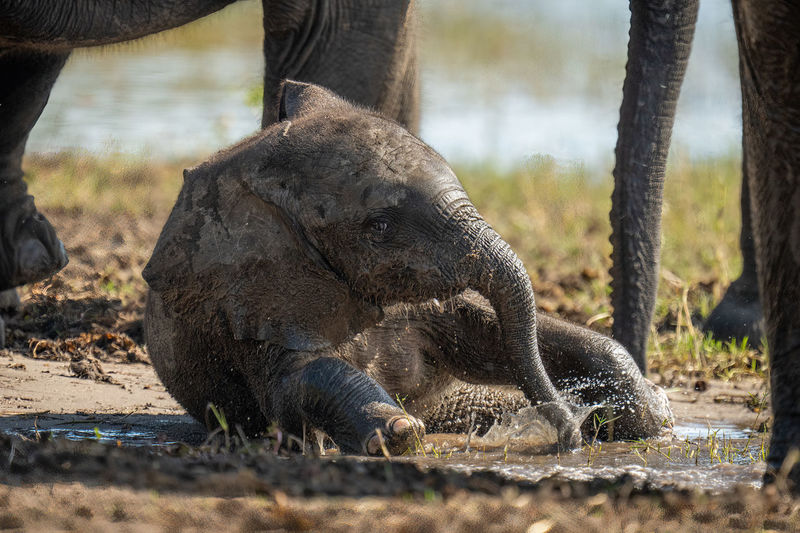Baby African