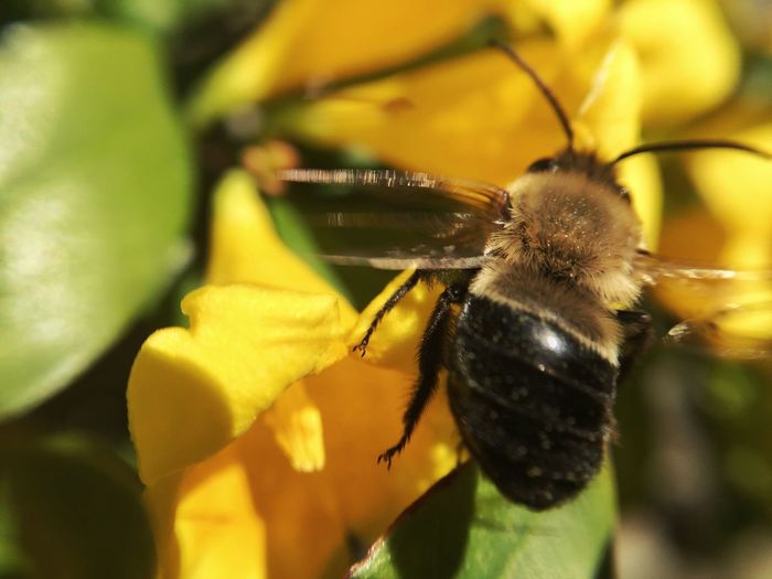Close-up of honey bee on yellow flower during sunny day