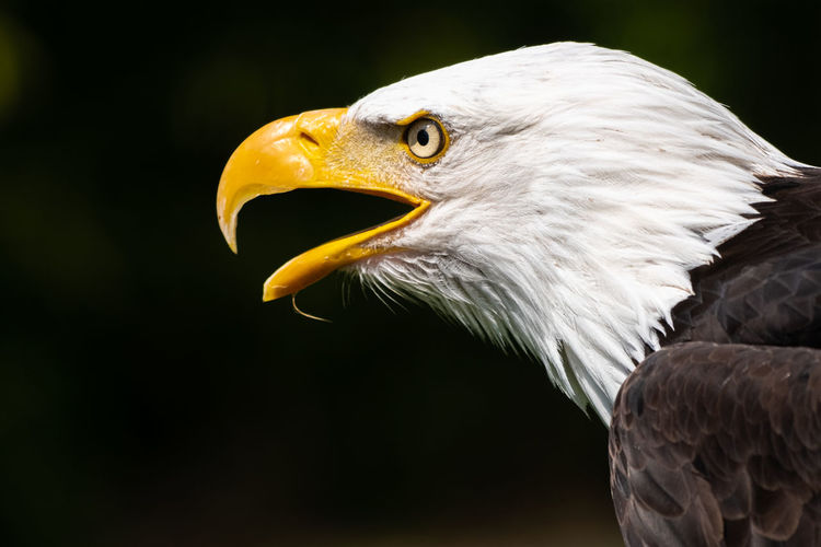 Close-up of eagle