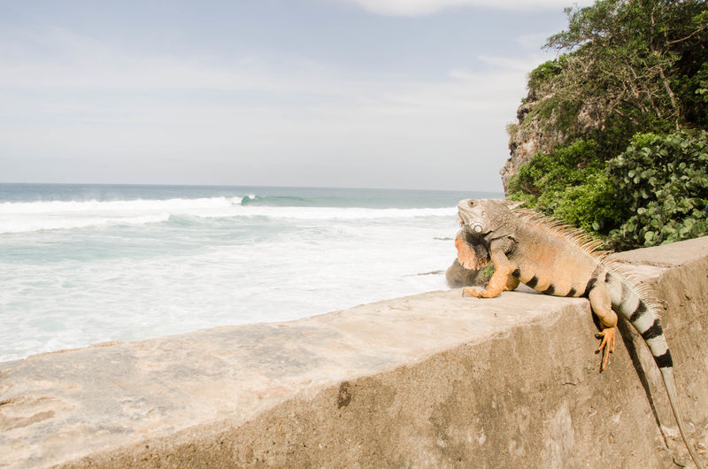 Side view of iguana on retaining wall against sea