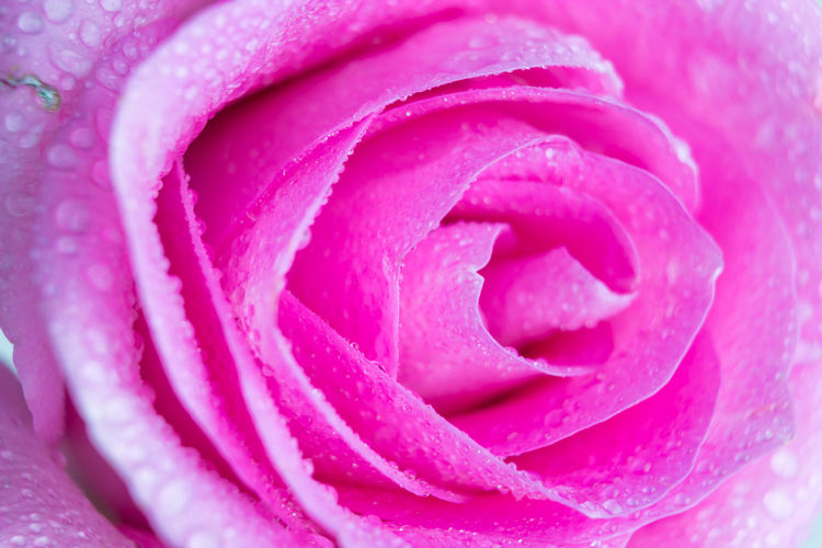 Close up of pink rose flower with droplets