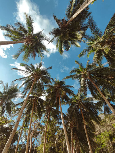 Low angle view of palm trees against sky