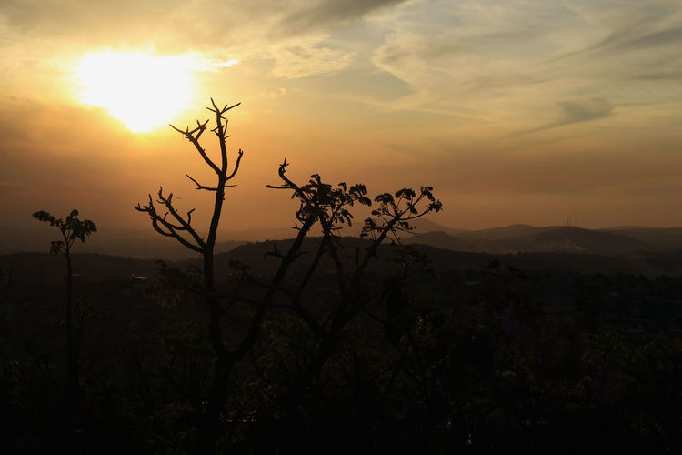 Silhouette tree against sky during sunset