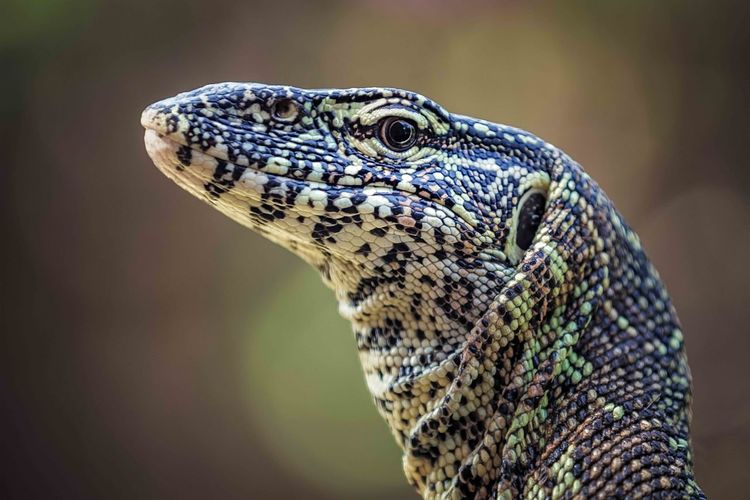 Close-up of lizard