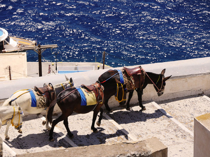 Horses on floor