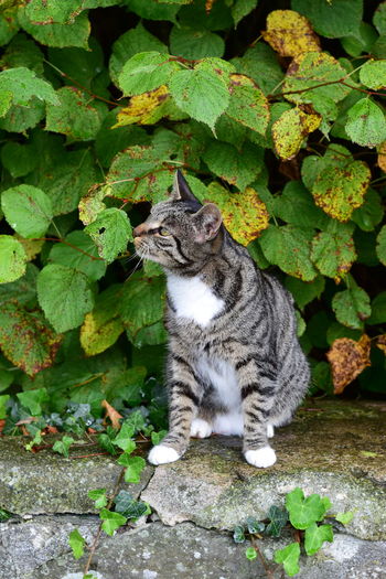 Cat sitting on plants