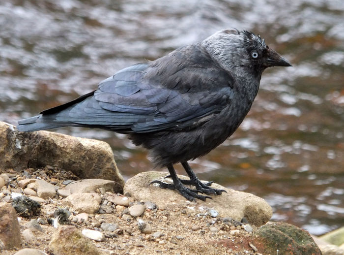 Side view of crow perching on rock by river