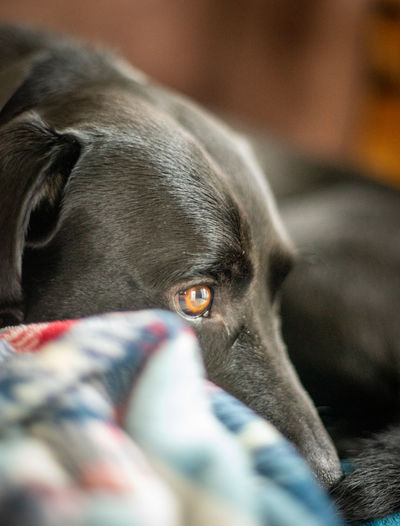 Close-up of dog resting