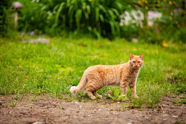 Portrait of a cat lying on field