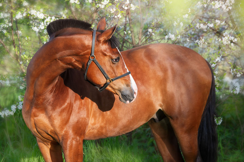 Horse standing on field