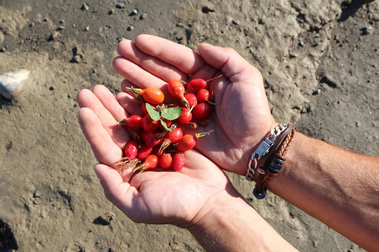 High angle view of hand holding rosehips