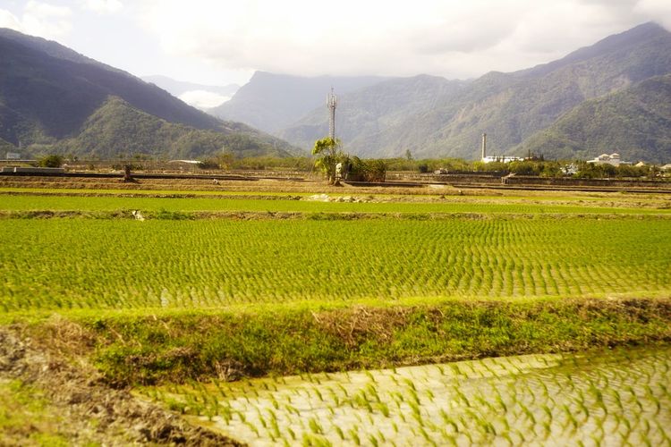 landscape
