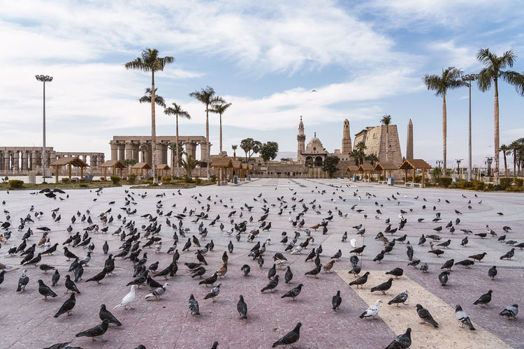 Flock of birds sitting on square with high trees against ancient abu haggag mosque and cloudy sky on street of egypt