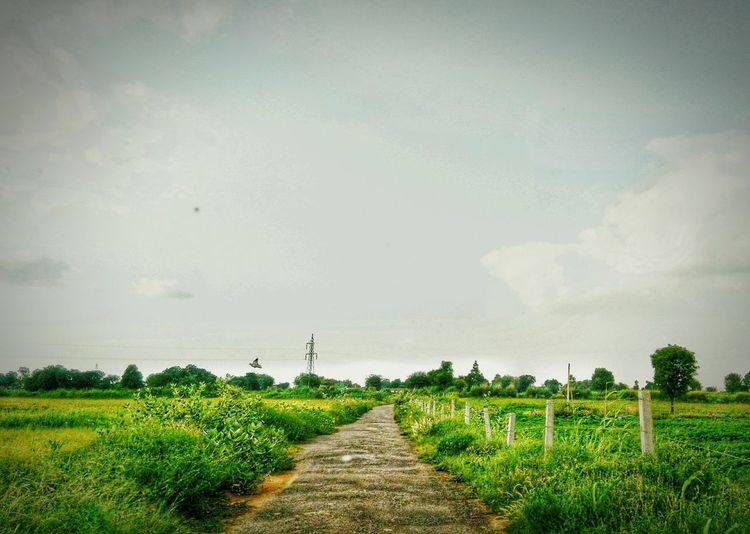 Road passing through field