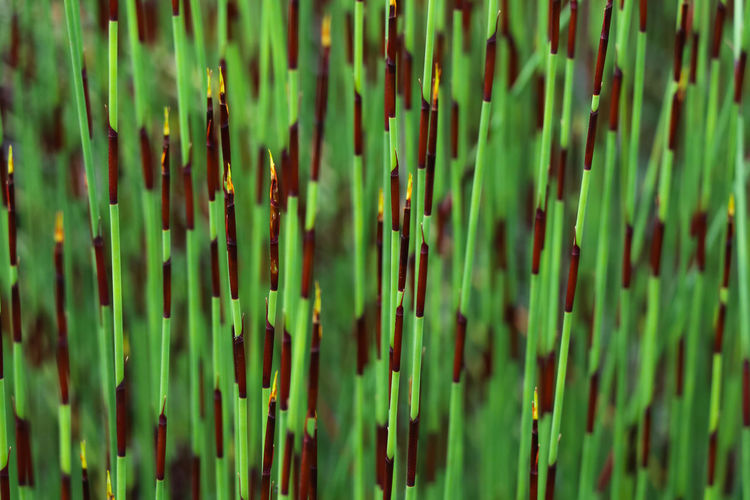 Bright green thatching reed restio chondropetalum tectorum