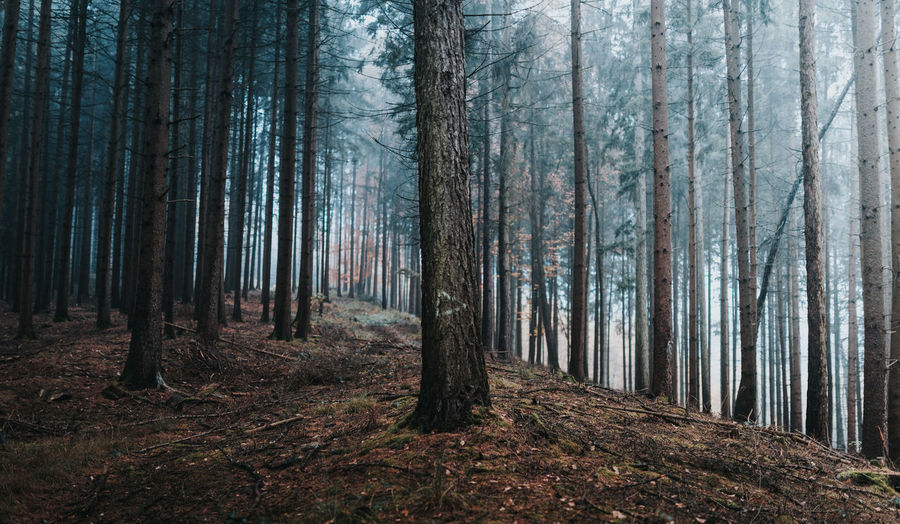 Scenic view of forest